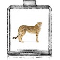 Guépard