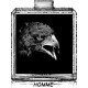 AIGLE NOIR