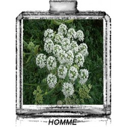 WHITE FLOWERS